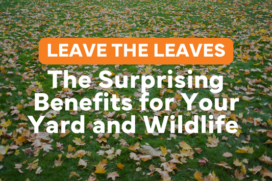 Why You Should Leave the Leaves: The Surprising Benefits for Your Yard and Wildlife