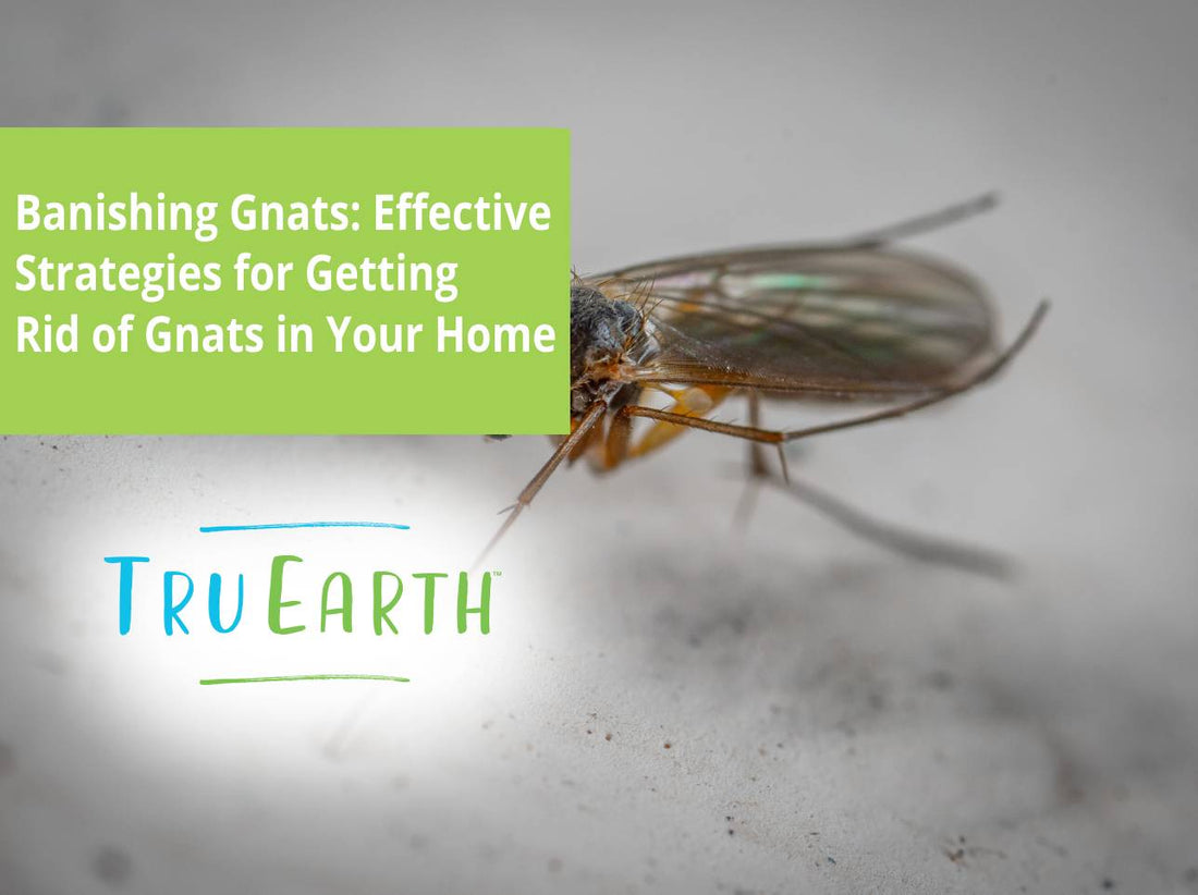 Banishing Gnats: Effective Strategies for Getting Rid of Gnats in Your Home