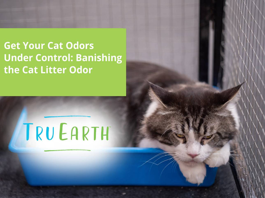 Get Your Cat Odors Under Control: Banishing the Cat Litter Odor