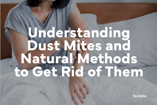Understanding Dust Mites and Natural Methods to Get Rid of Them