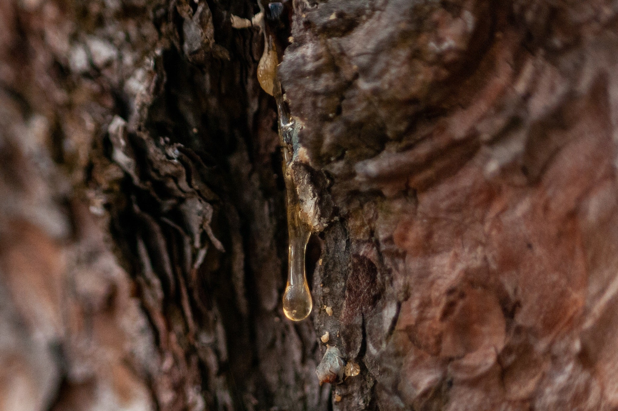 How to Get Sticky Tree Sap Off of Clothes – Tru Earth