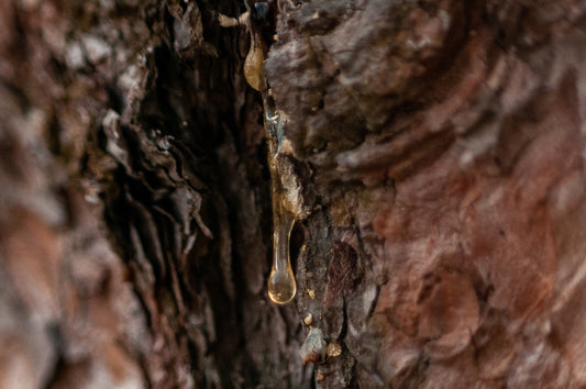 How to Get Sticky Tree Sap Off of Clothes